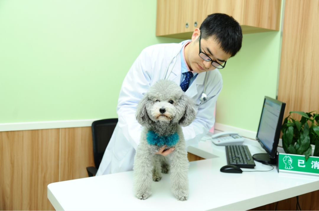 狗子偷偷亲我的第N次,难道不是真爱吗?