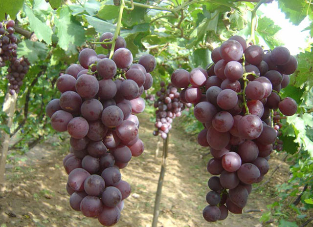 磷酸二氢钾讲解,最全磷酸二氢钾使用技术