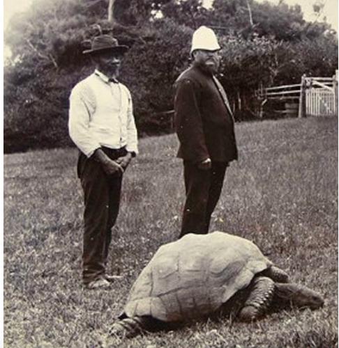 从清代活到现代的乌龟,被遗弃的乌龟完整视频