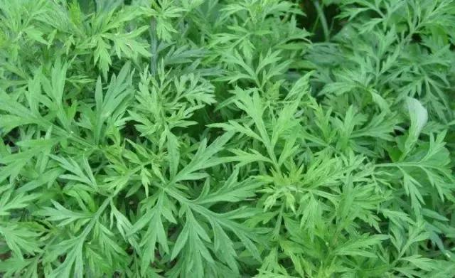 我国很多成语与植物有关,汉语成语中的植物文化