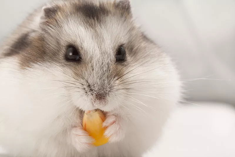 宠物仓鼠咬人流血了怎么办,仓鼠咬人伤口一般什么样子