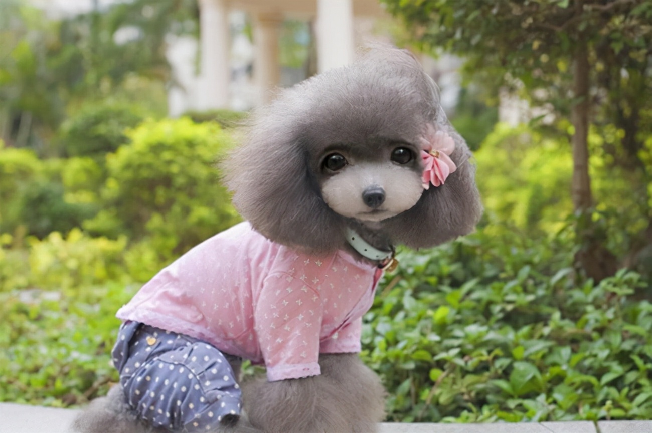 泰迪狗狗不吃狗粮怎么解决,泰迪犬不吃饭怎么办