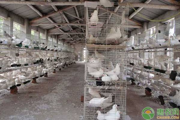 鸽子怎么建窝最好,鸽子如何养殖