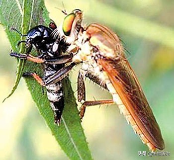 农业有害生物的防治方法,有害生物绿色防控