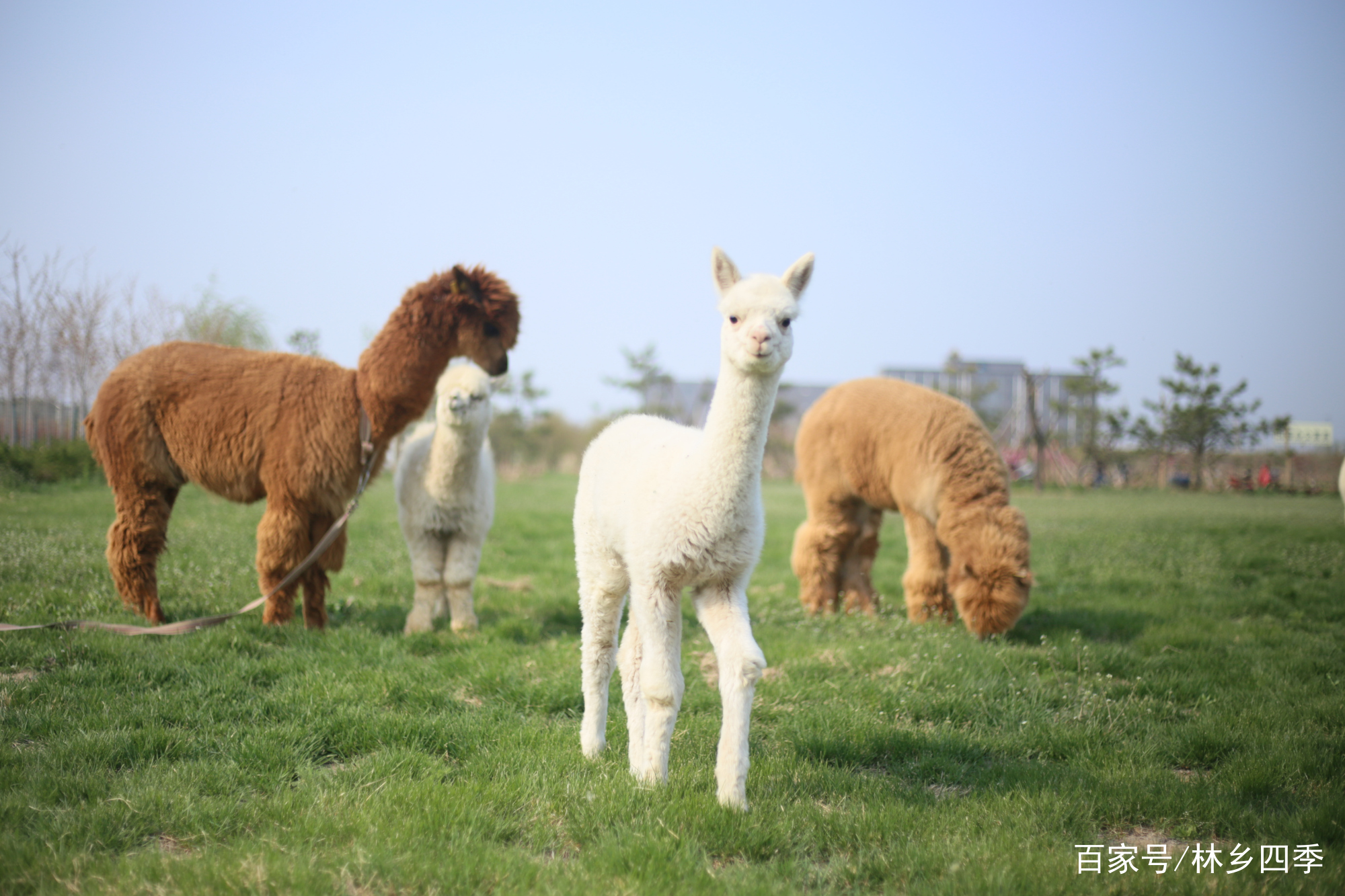 把羊驼带出去遛弯是怎样的体验,林乡四季羊驼