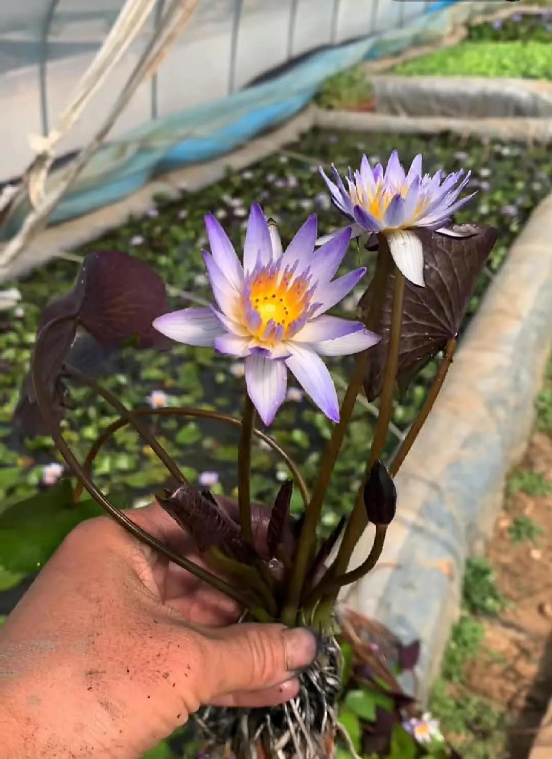 睡莲的生长过程知识大全,睡莲科普