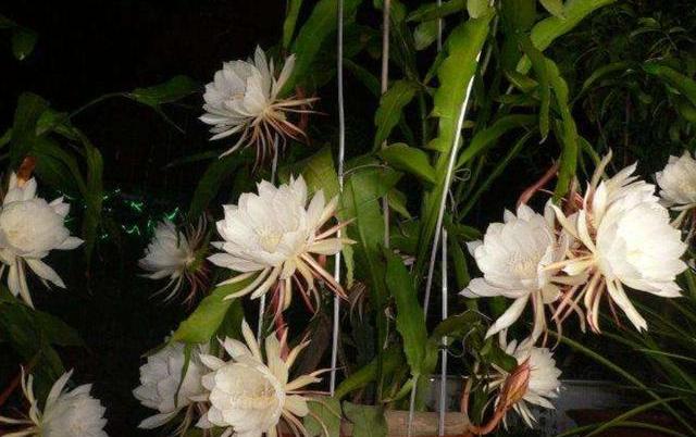 让花开得艳一些应施什么肥,怎样让昙花开花多一些