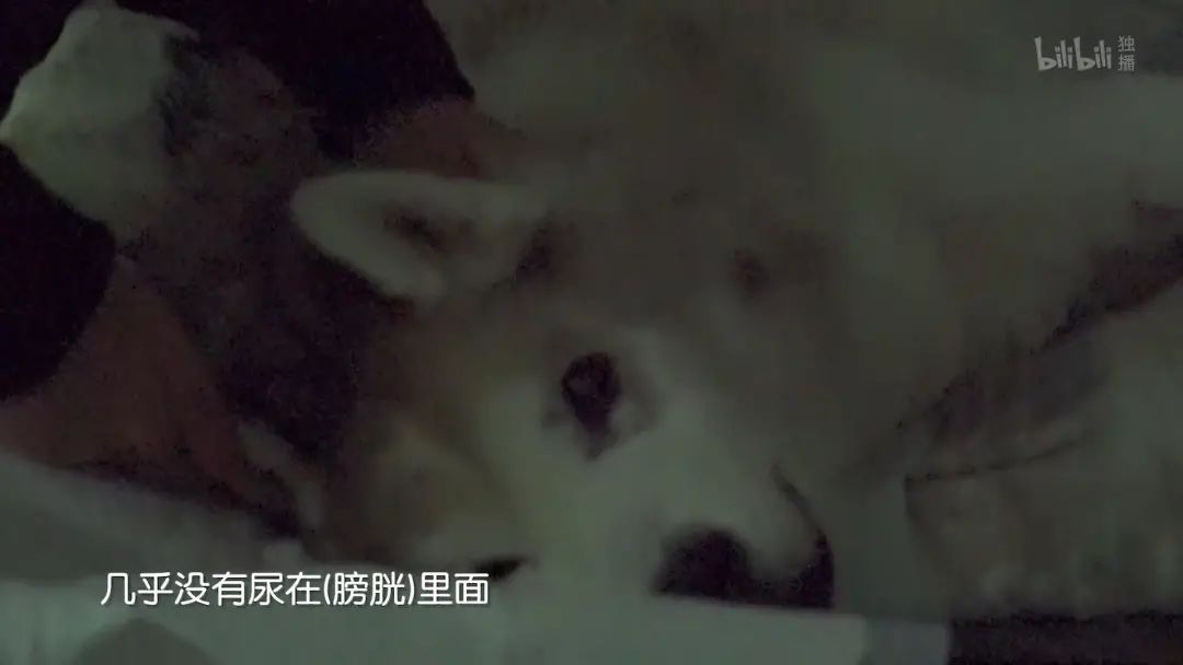 b站高分历史纪录片,2分钟一集的b站纪录片