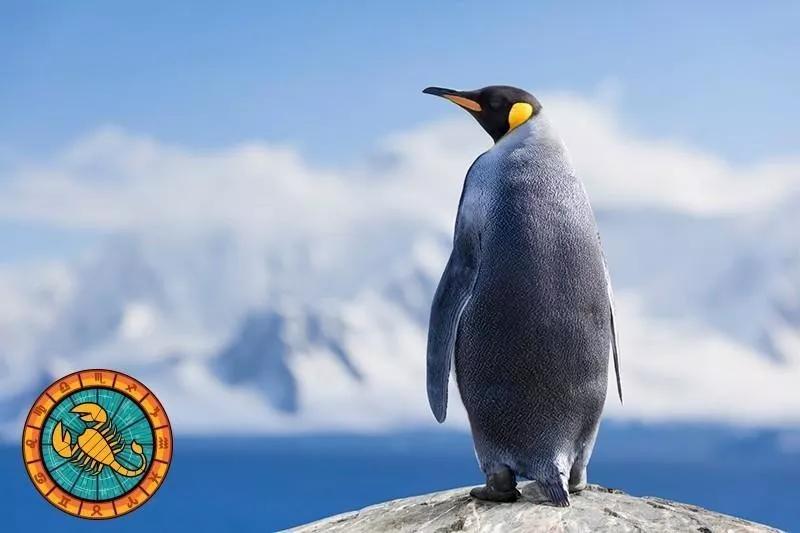 十二星座运势野兽,如何知道自己星座最适合的动物