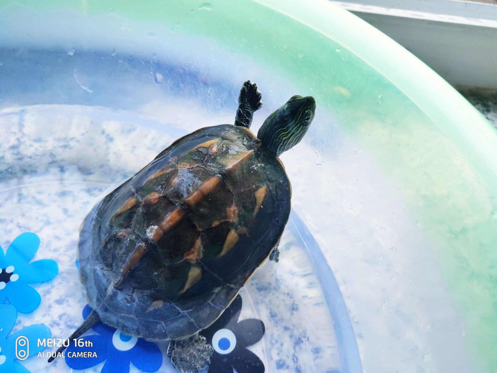 懒人适合养的宠物,十大最适合懒人养的宠物排名