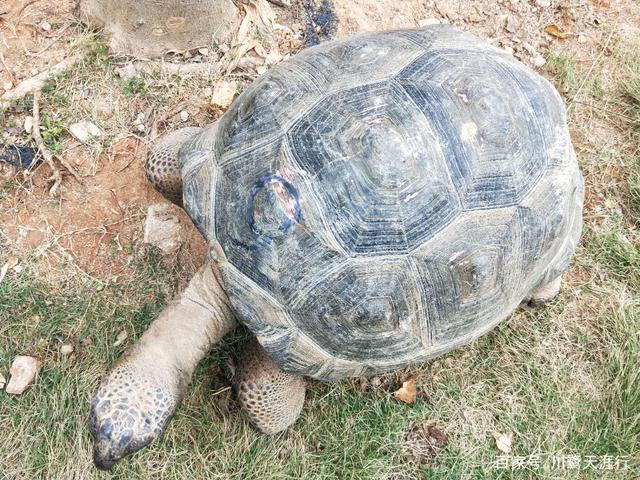 吉尼斯世界最大的马戏剧院,灵玲国际马戏城世界纪录
