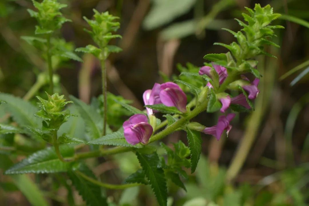 寄生植物科普知识 (有价值寄生植物有哪些)