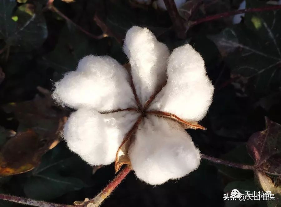 11月25日新疆籽棉收购价格,籽棉收购价格继续回落