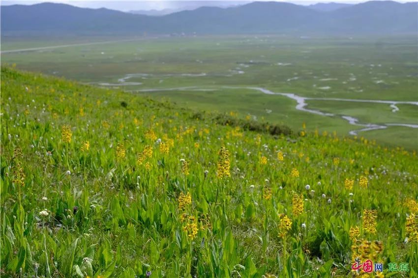 大梅看草原丨盛夏的甘南玛曲，美得脱俗惊艳