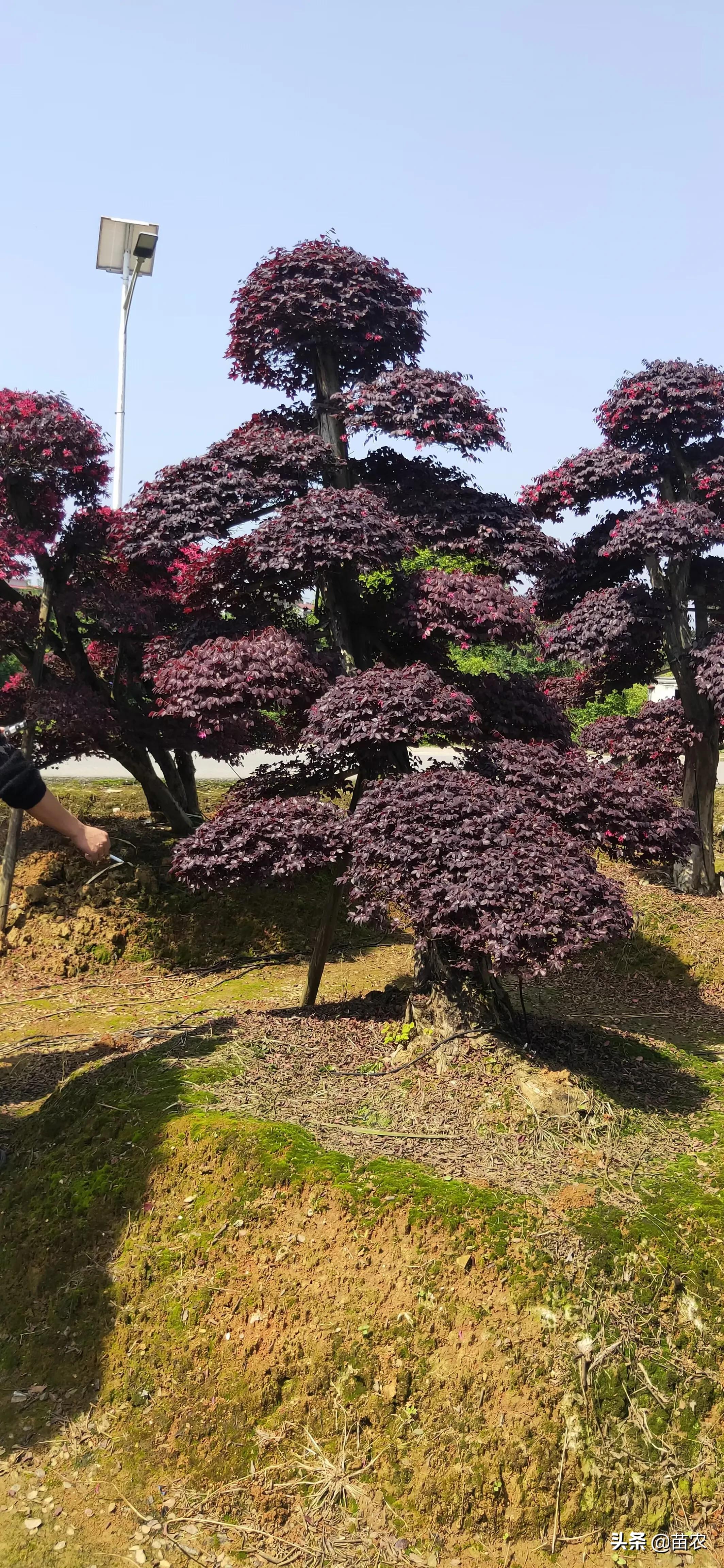 精品红花檵木老桩盆景,红花檵木球形老桩