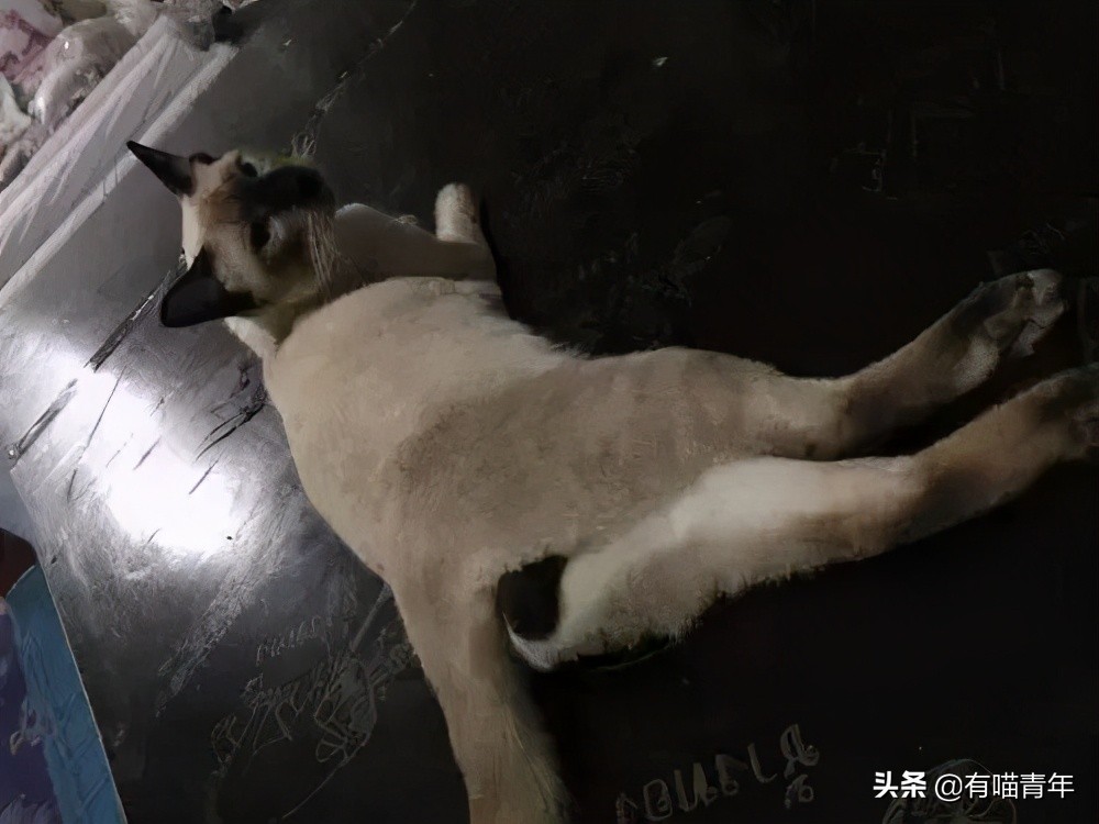橘猫为什么是魔鬼,橘猫的恐怖之处