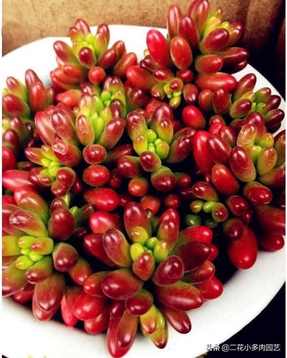 365种·常见花卉图谱，观果和多肉植物收藏篇