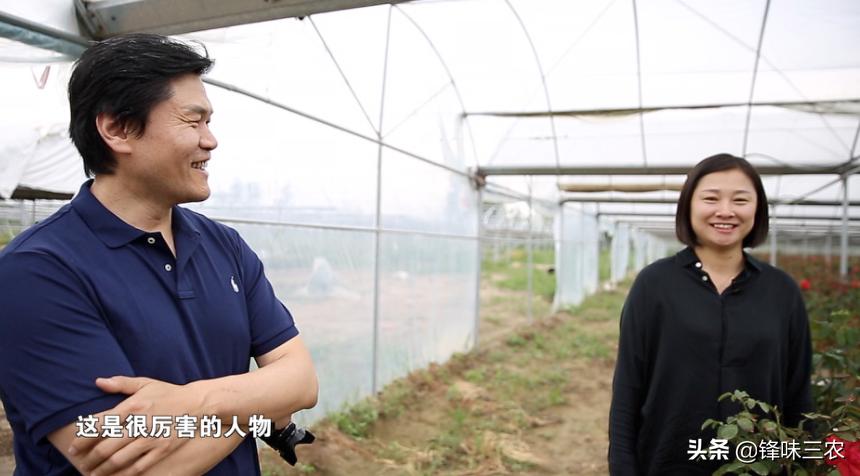 济南树状月季基地,济南藤本月季种植基地