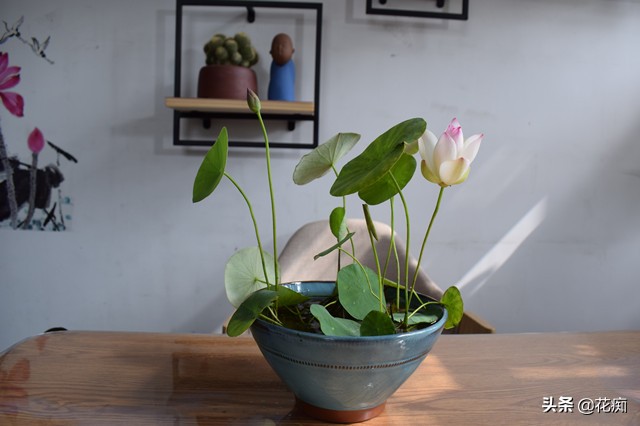 种植碗莲全过程日记,碗莲种藕成长记录