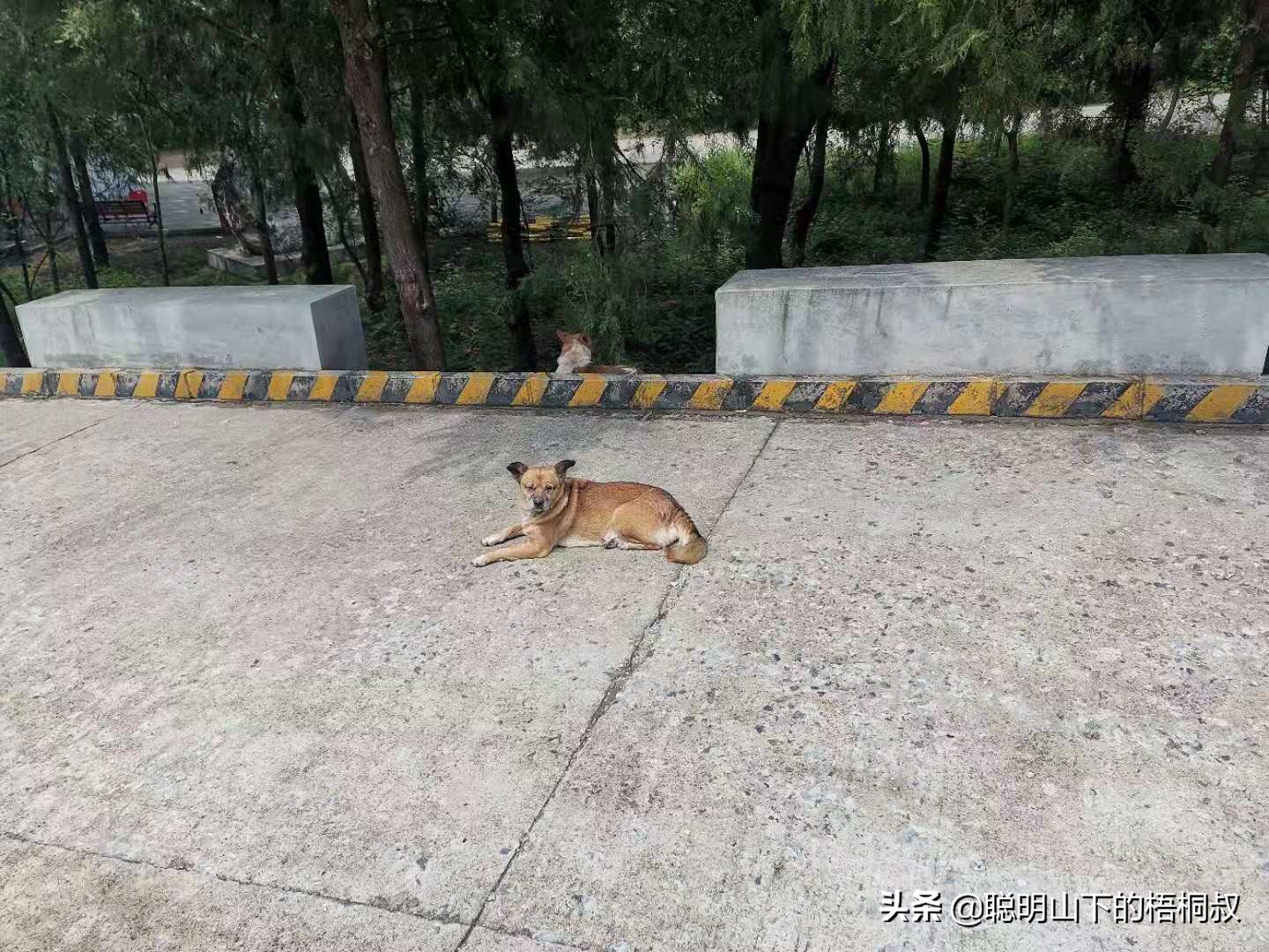 蟒山国家森林公园自由行攻略,北京蟒山森林公园游玩攻略