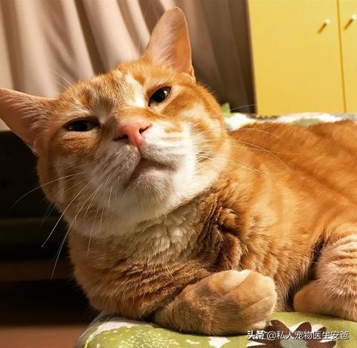 猫咪分离焦虑症怎么治疗,分离焦虑症猫咪