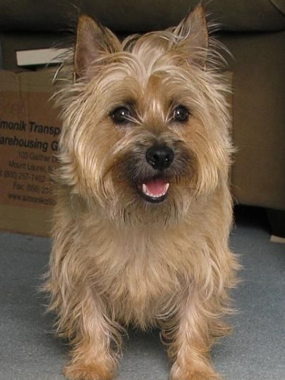 世界上一百种狗的图片,世界十种名贵狗