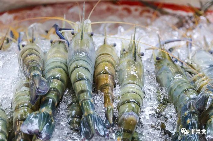 海鲜陆冻和船冻,冷冻海鲜进口知识大全
