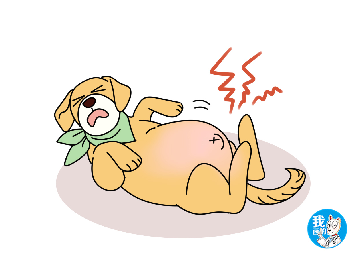 狗狗被车撞肚子淤血的症状,狗狗车祸腹部肿胀怎么办吃什么药