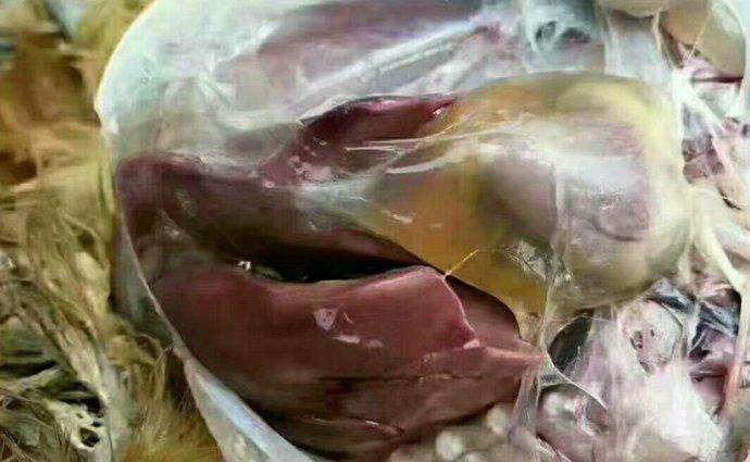 鸡食欲好突然死亡,鸡晚上突然死亡怎么回事啊