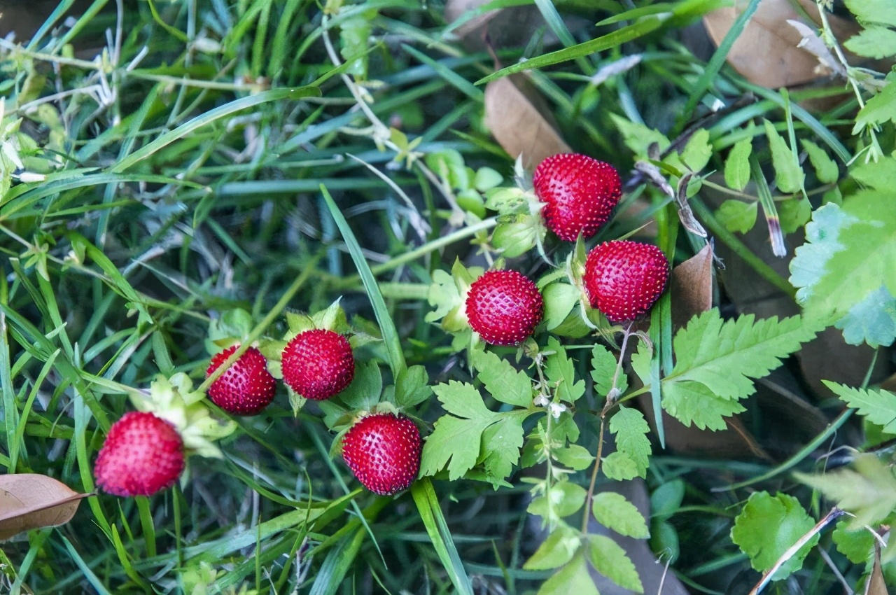 银环蛇是中国最毒的毒蛇吗,十堰发现白头蝰蛇