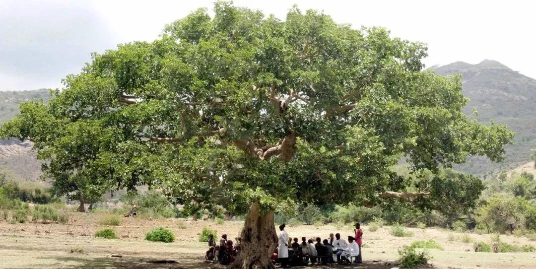 设计师在非洲做了个花篮，用来向天空借水