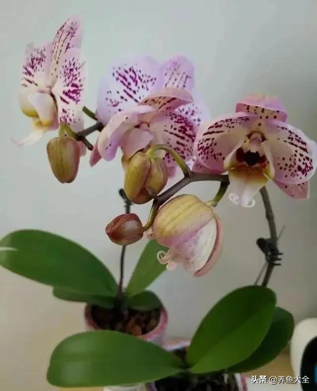 花卉盆栽的造型和修剪技术,盆栽花卉修剪方法