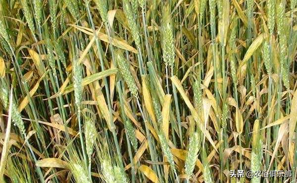 烧秸秆禁令原视频,秸秆禁烧禁抛的通告