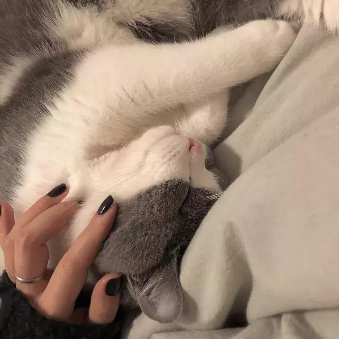 猫咪怀孕怎么才知道,猫咪怀孕怎么办呀