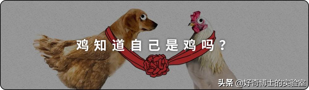 一只鸡难倒一群狗,一只鸡能有什么坏心思