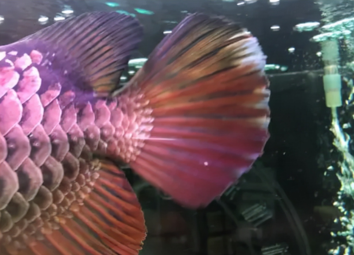 东莞龙鱼疾病预防,龙鱼最难治愈的疾病