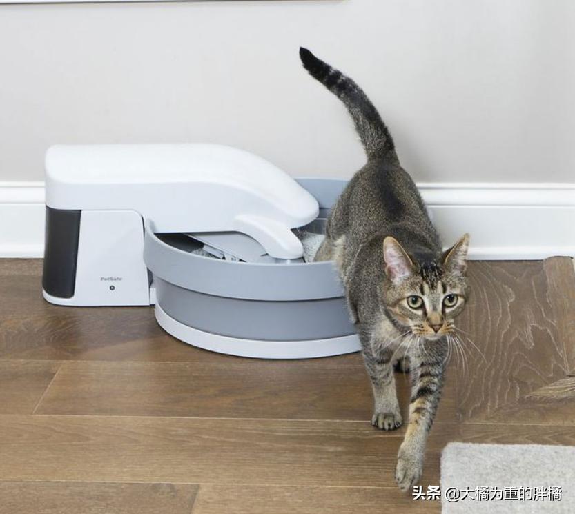 猫咪两天不拉屎正常吗幼猫,幼猫有什么上厕所的前兆