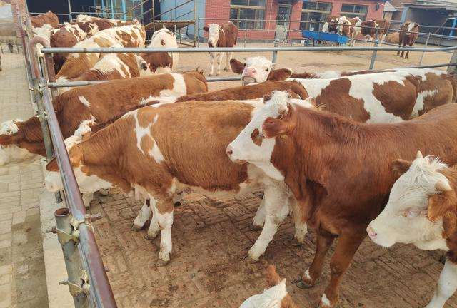 牛犊应激用什么药,牛犊长途运输一般要调理多久