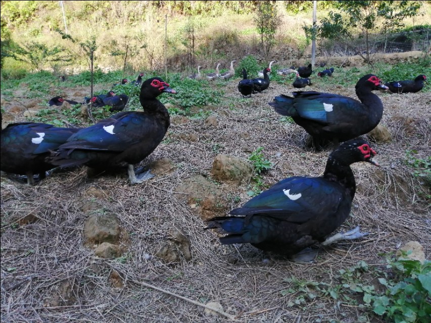 大山里的原生态放养黑番鸭,农村养殖番鸭视频