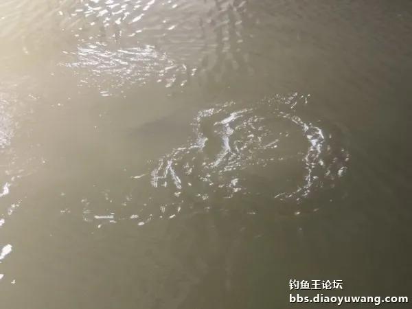 疯钓鲫搭配,疯钓鲫本味单开效果怎么样