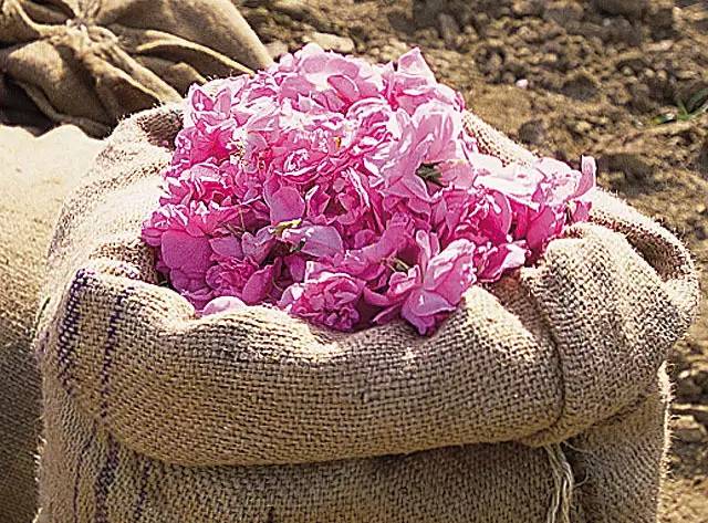 世界香水之都,法国最好的香水镇