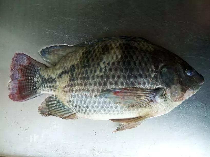 一线渔医良心分享！这份《江高区域全年病害防控指南》请收好