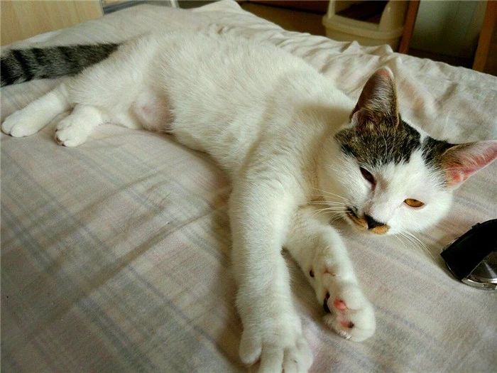 辟谣,猫咪想要毛发好就要多挨冻?需知低温会导致多种“猫病”