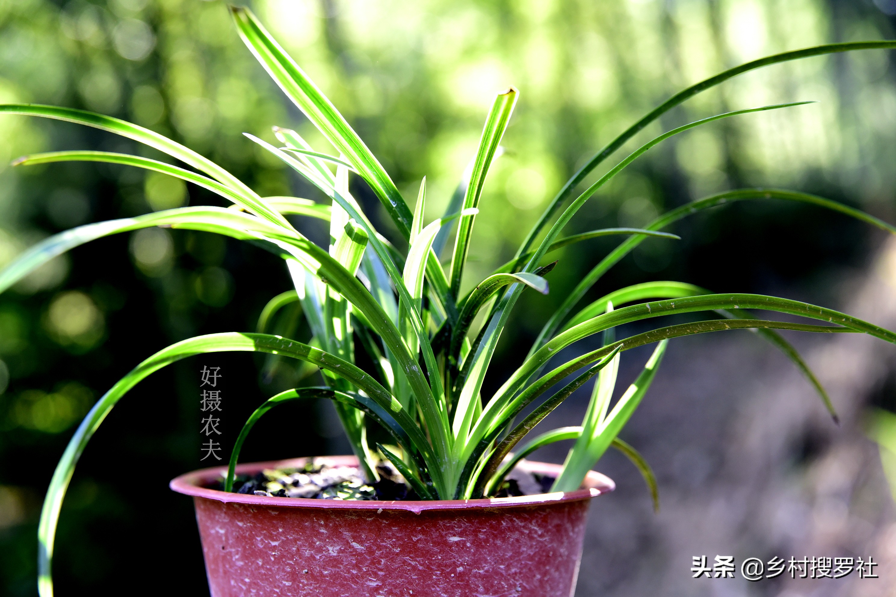 兰花出花苞冬季怎么管理和养护,新种带花苞的兰花为什么会消苞