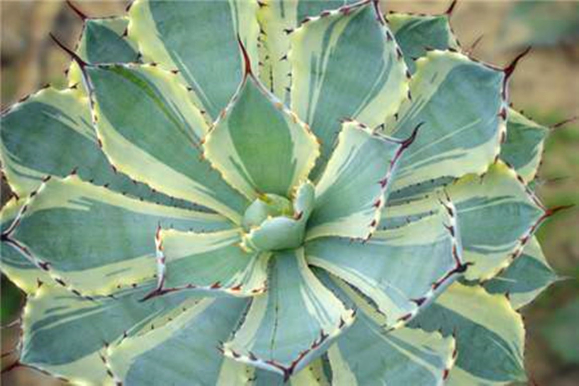 多肉植物龙舌兰养殖方法,龙舌兰多肉植物养殖方法