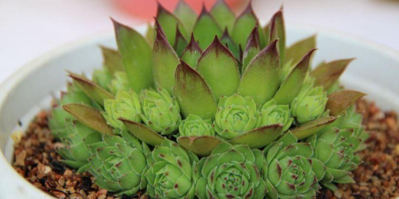 观音莲爆崽后要不要剪,观音莲小崽多久可以爆侧芽