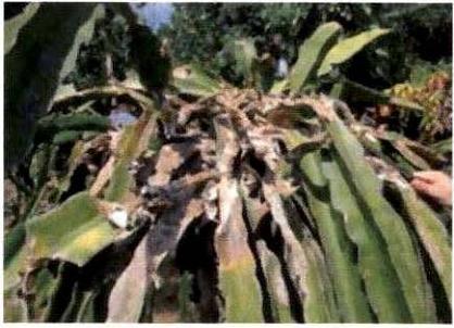 火龙果常见病害用药指导视频版,火龙果细菌性软腐病