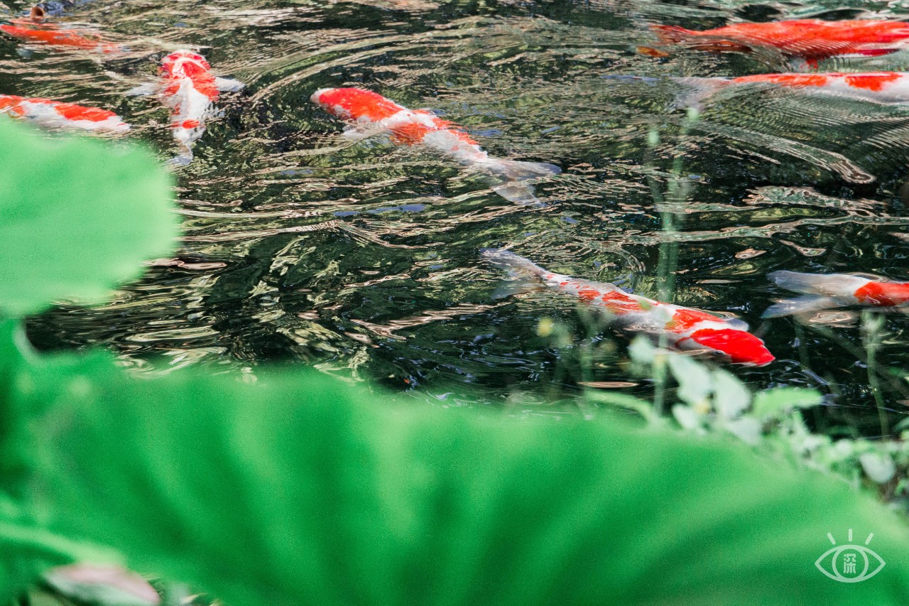 深圳十大顶级公园,深圳市十大风景公园排名