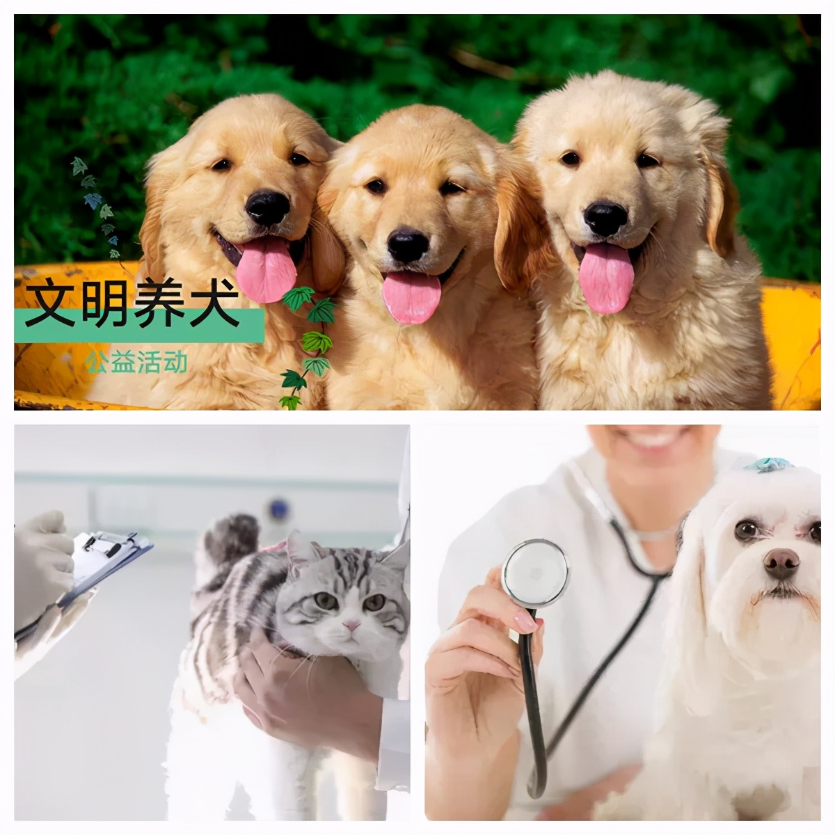 五一萌宠游园会,五一萌宠节