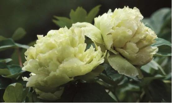 立春已过，宅着不如云赏花